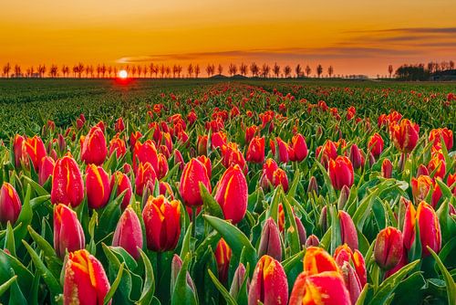 Tulipfield