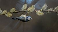 Upside down into spring by Ard Jan Grimbergen thumbnail