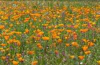 Der magische Anblick eines Blumenfeldes mit blühenden kalifornischen Mohnblumen