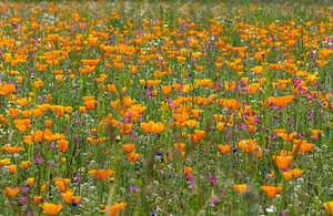 De magische aanblik van een bloemenveld van bloeiende Californische klaprozen