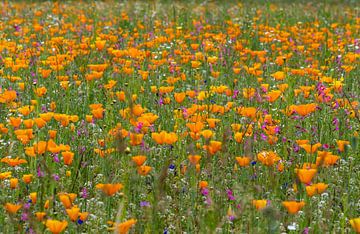 Der magische Anblick eines Blumenfeldes mit blühenden kalifornischen Mohnblumen von Jolanda de Jong-Jansen