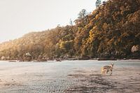 Wallaby op het strand in Australië