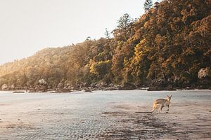 Wallaby sur la plage en Australie sur Amber Francis