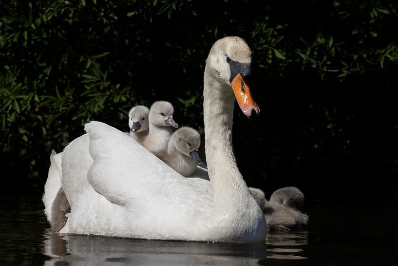 Young swans by Menno Schaefer