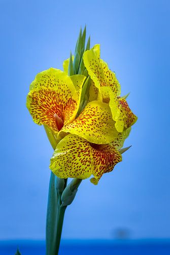 Bloem tegen blauwe achtergrond