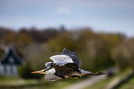 I fly with you. by Erwin van Eekhout thumbnail