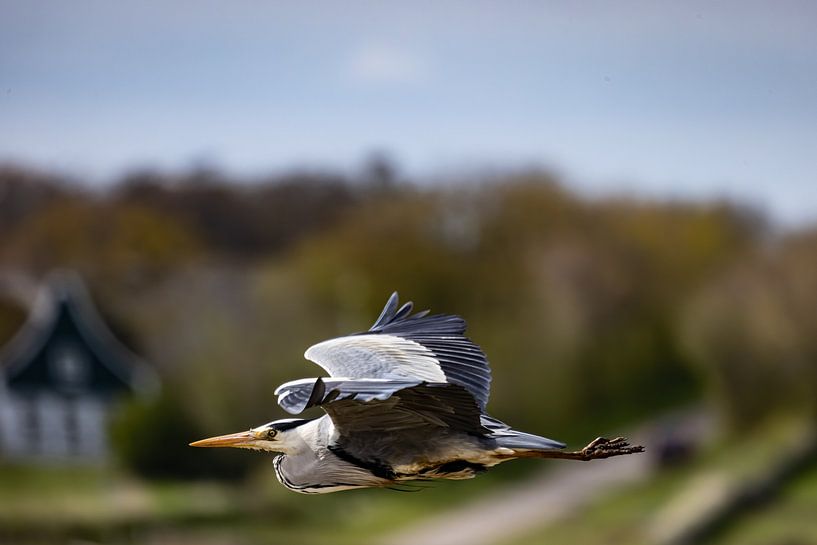 I fly with you. by Erwin van Eekhout