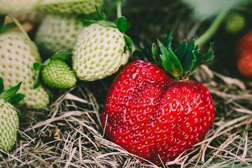 La fraise rouge côtoie la fraise verte