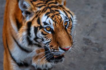 Close-up van een Siberische tijger van Chihong