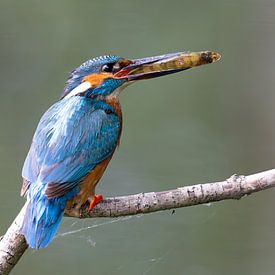 Kingfisher male on branch with perch by Martijn Smit