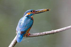 Eisvogelmännchen auf Ast mit Sitzstange