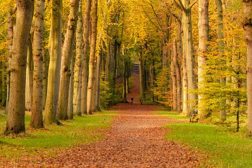 Avenue de la Forêt sur Marjolijn Nugteren