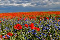 Veld met bloeiende klaprozen en korenbloemen