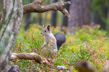 Eichhörnchen von Merijn Loch