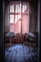 twee flamingos in een roze kamer