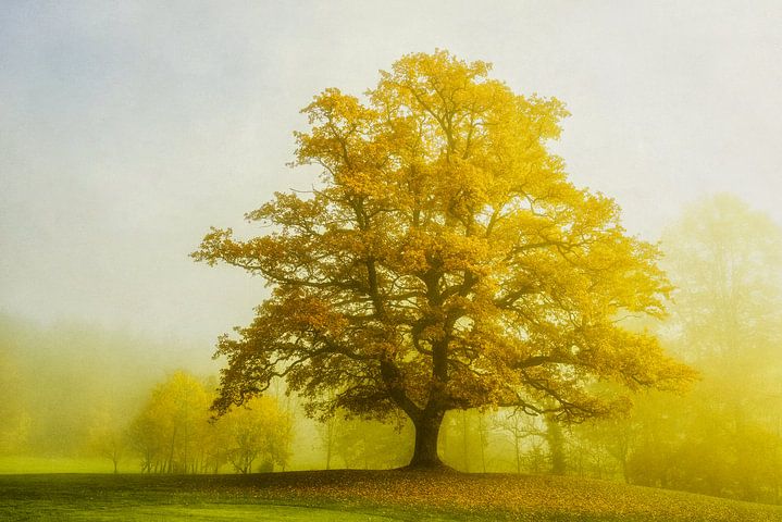 The Yellow King van <span class="secondary-font">Lars van de Goor</span>