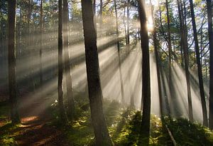 Vogesenwald
