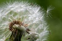 Pusteblume ganz nah