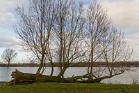 The river Maas with a fallen tree on the bank.