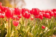 Blühende rote und rosa Tulpen in einem Feld an einem schönen Frühlingstag von Sjoerd van der Wal Fotografie Miniaturansicht