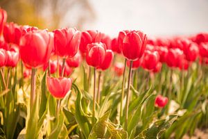 Blühende rote und rosa Tulpen in einem Feld an einem schönen Frühlingstag
