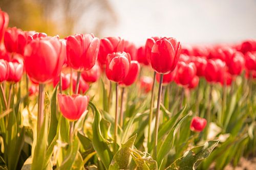 Bloeiende rode en roze tulpen in een veld tijdens een mooie lentedag
