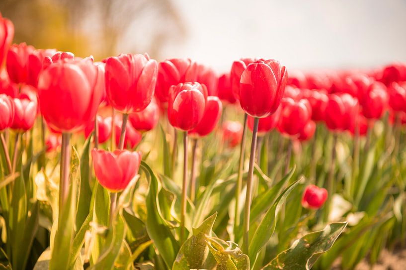 Blühende rote und rosa Tulpen in einem Feld an einem schönen Frühlingstag von Sjoerd van der Wal Fotografie