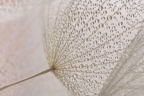 Zachte pastelkleuren in de ochtend: De waterdruppeltjes hangen aan een pluisje