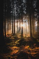 Forêt Beetsterzwaag