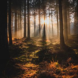 Forêt Beetsterzwaag sur Jeen Arendz