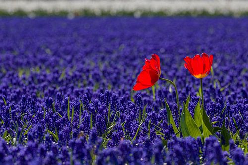 Rood, wit en blauw bloembollen veld met tulpen en druifjes (1)