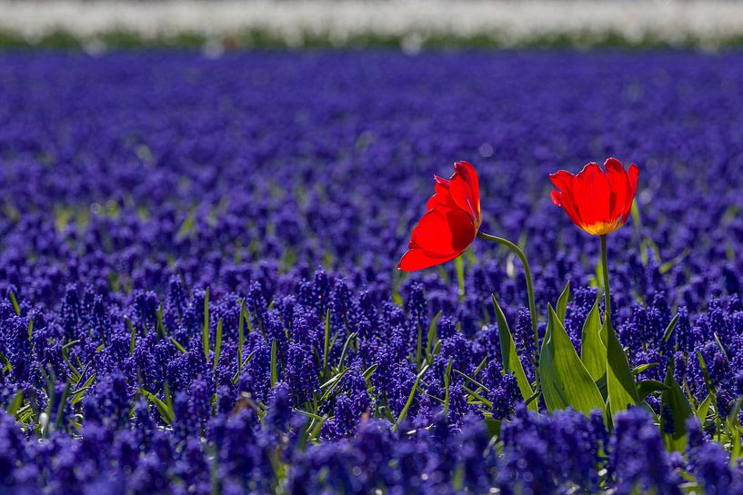 Red, white and blue bulb field with tulips and grapes (1) by Mayra Fotografie