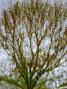 Tree Magic 71