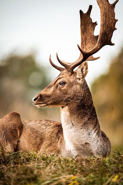 Daim dans la nature par Design Wall Arts