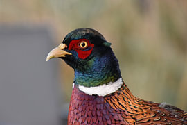 Pheasant by Erik Buitenhuis