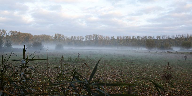 Morning fog in the Brabant Halder by Kees van Dun
