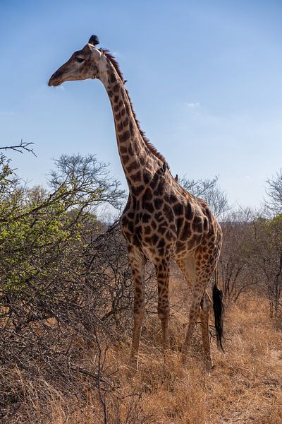 Fotos von unserer dreiwöchigen Tour durch Südafrika von Robin Beukeboom