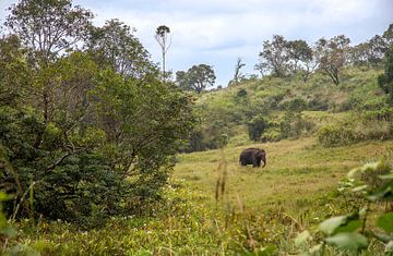 Wide olifant in de Jungle. van Floyd Angenent