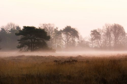 tree in the fog