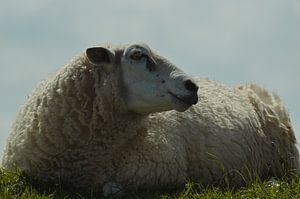 Les moutons sur la digue