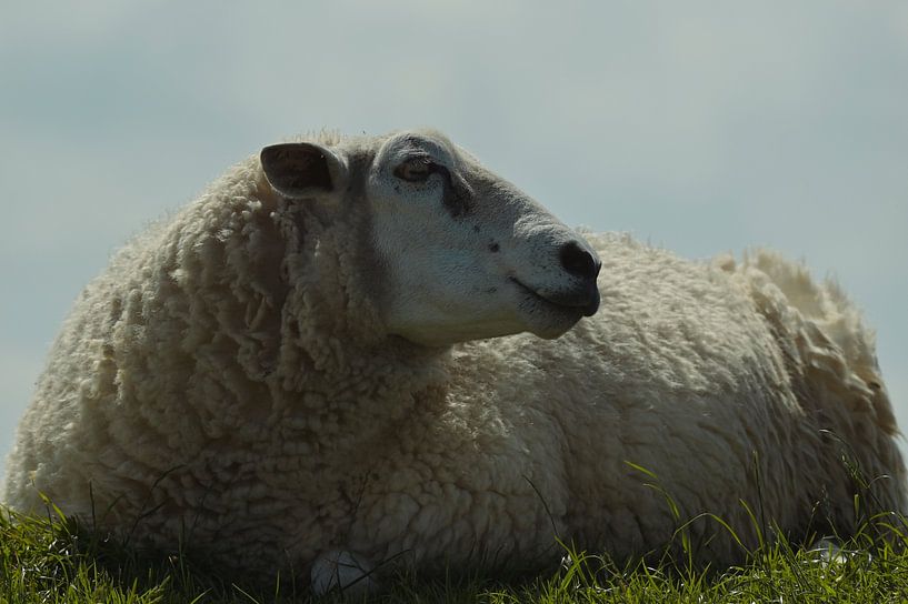 Het schaap op de dijk van Hilde Remerie Photography and digital art