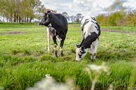 Jonge koeien in het grasland van Fotografiecor .nl thumbnail