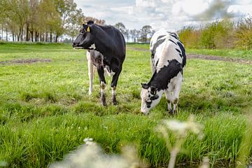 Jeunes vaches dans la prairie sur Fotografiecor .nl
