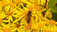 Hoverflies in a yellow flower field