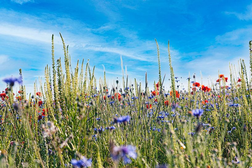 Bloemenweide van Thomas Heitz