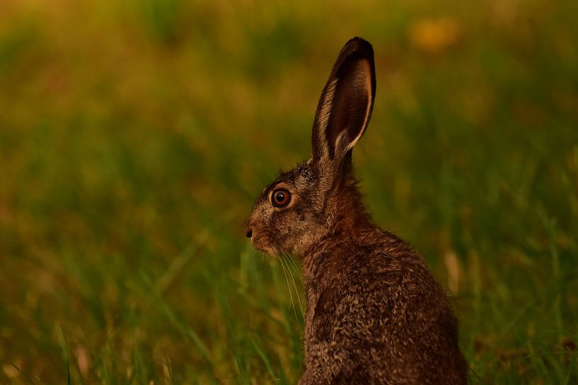 Rest in the field, hare in evening light by Gijsbert Bos Fotografie
