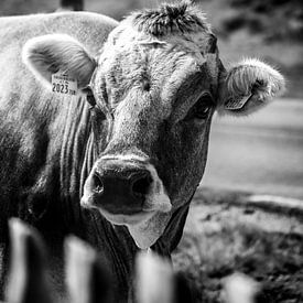 Portrait d'une vache sur Rianne Jacobs