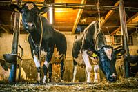 Cows in group stable
