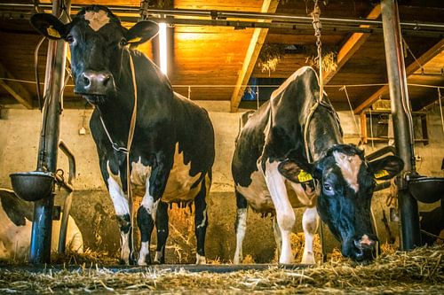 Kühe im Gruppenstall