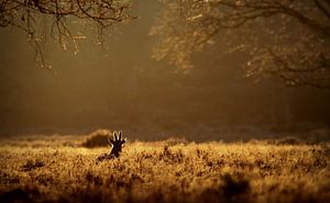 evening sun by Benno van Triest